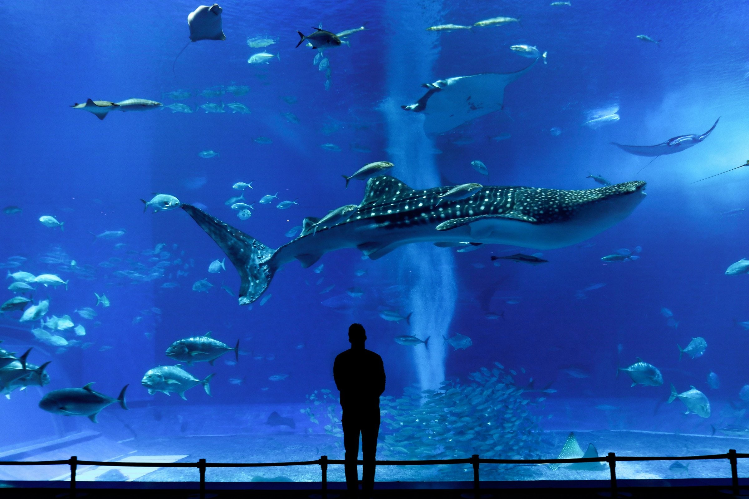 A whale shark passing a visitor's silhouette at the aquarium — photo by Susann Schuster, Unsplash